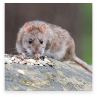 Rat-Sam Pic